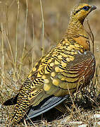 Pin-tailed Sandgrouse