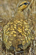 Pin-tailed Sandgrouse