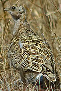 Pin-tailed Sandgrouse