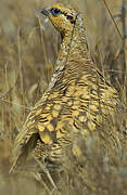 Pin-tailed Sandgrouse