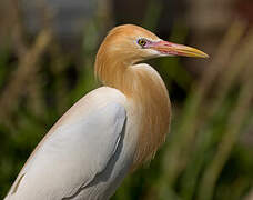 Eastern Cattle Egret