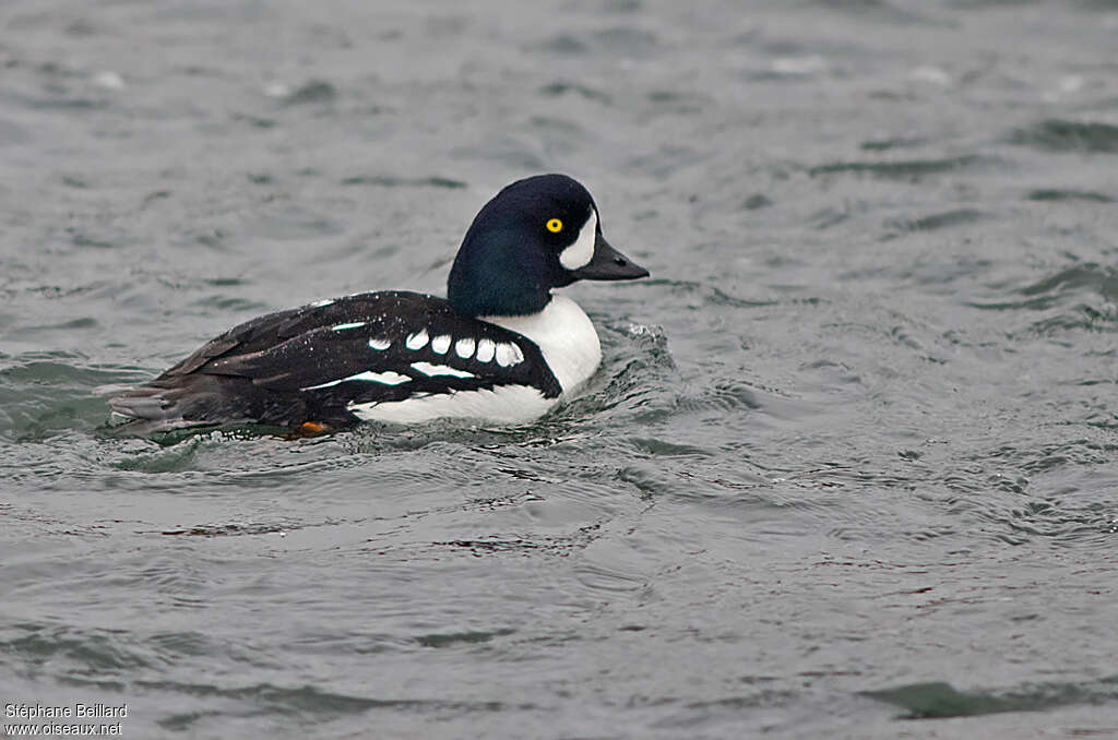 Barrow's Goldeneye male adult breeding, identification