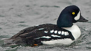 Barrow's Goldeneye