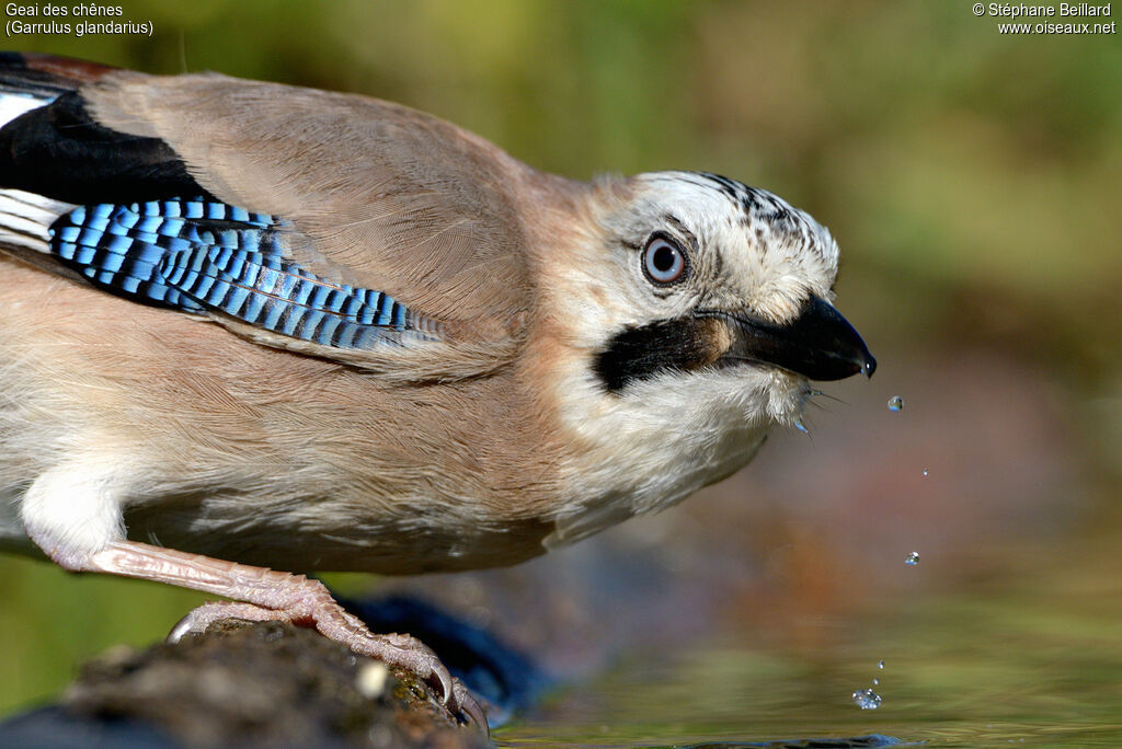 Eurasian Jay, drinks