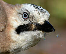 Eurasian Jay