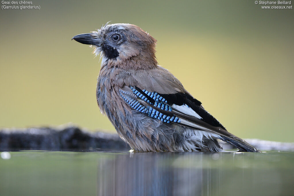 Eurasian Jay