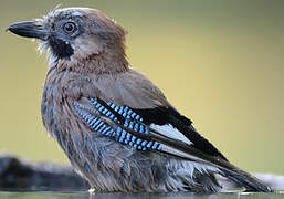 Eurasian Jay