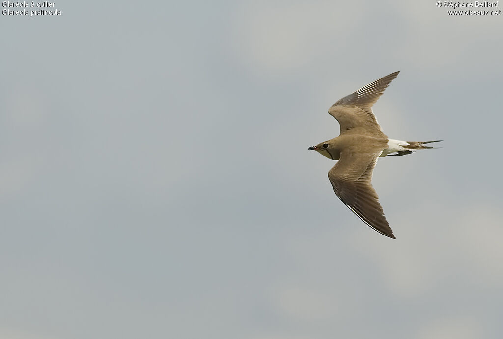 Collared Pratincole