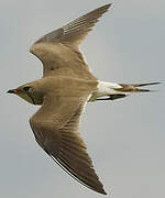 Collared Pratincole