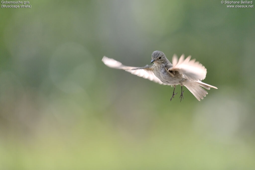 Spotted Flycatcher, Flight