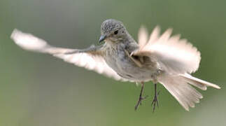 Spotted Flycatcher