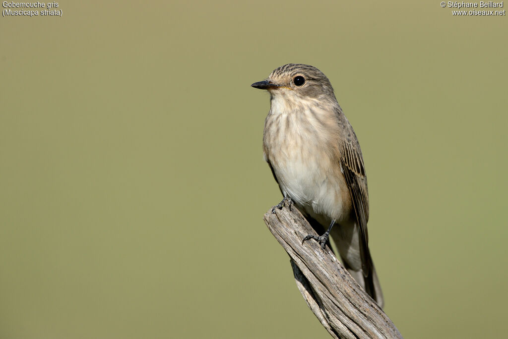 Spotted Flycatcher