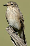 Spotted Flycatcher