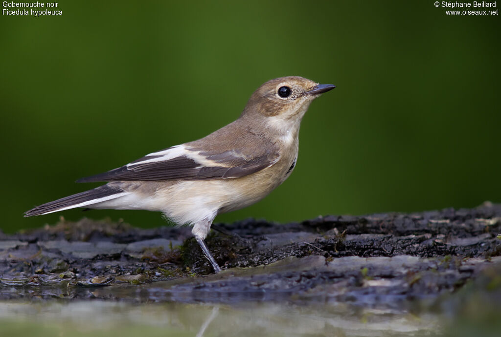 European Pied Flycatcher