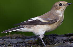 European Pied Flycatcher