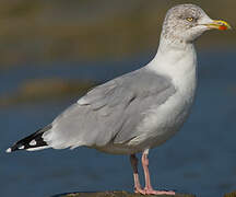 European Herring Gull