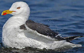 Lesser Black-backed Gull