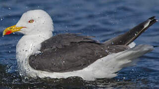 Lesser Black-backed Gull