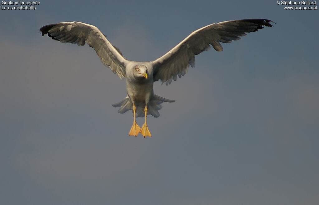 Yellow-legged Gull