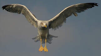 Yellow-legged Gull