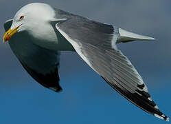 Yellow-legged Gull