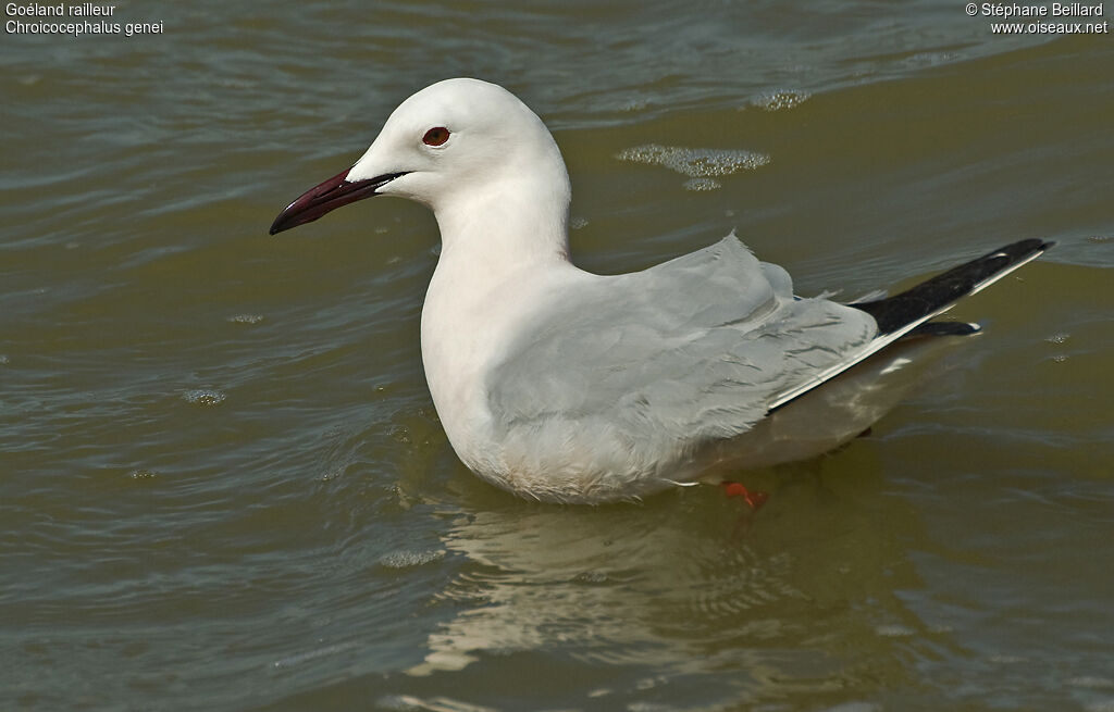 Slender-billed Gull