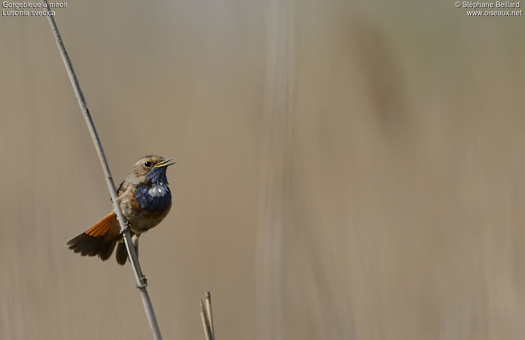 Bluethroat male adult