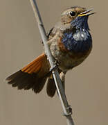 Bluethroat