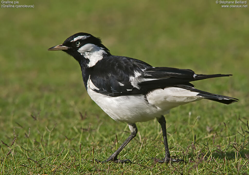 Magpie-lark male adult