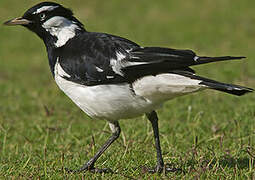 Magpie-lark