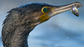 Great Cormorant