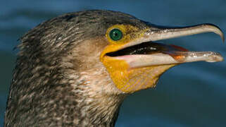 Great Cormorant