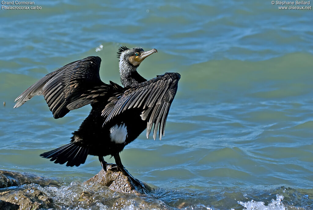 Grand Cormoranadulte