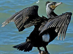 Great Cormorant