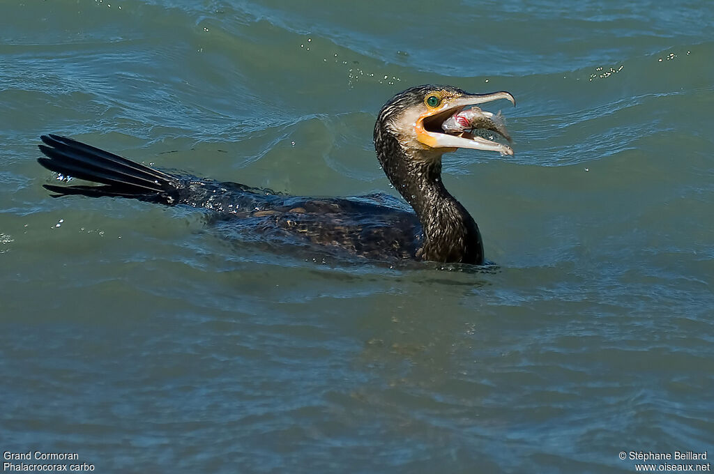 Great Cormorant