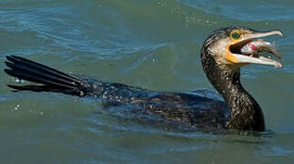 Great Cormorant