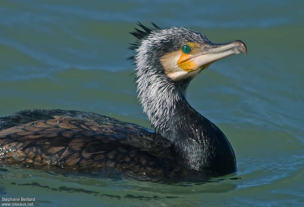 Great Cormorantadult breeding, aspect