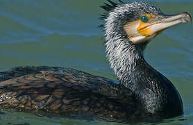 Great Cormorant