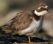 Common Ringed Plover