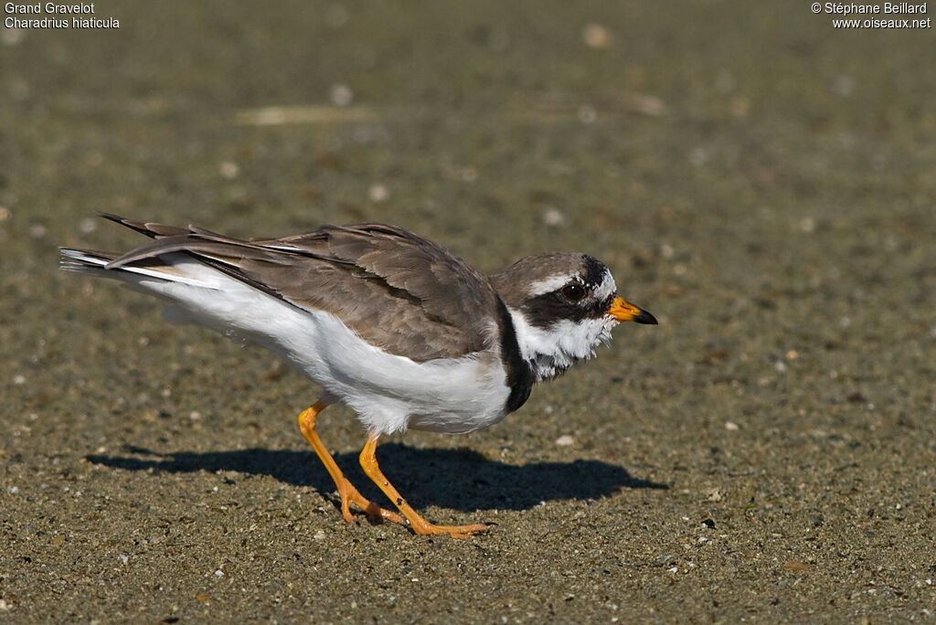 Common Ringed Ploveradult