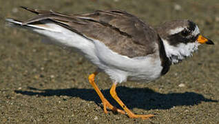 Common Ringed Plover