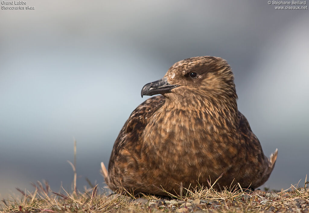 Great Skua