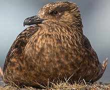 Great Skua