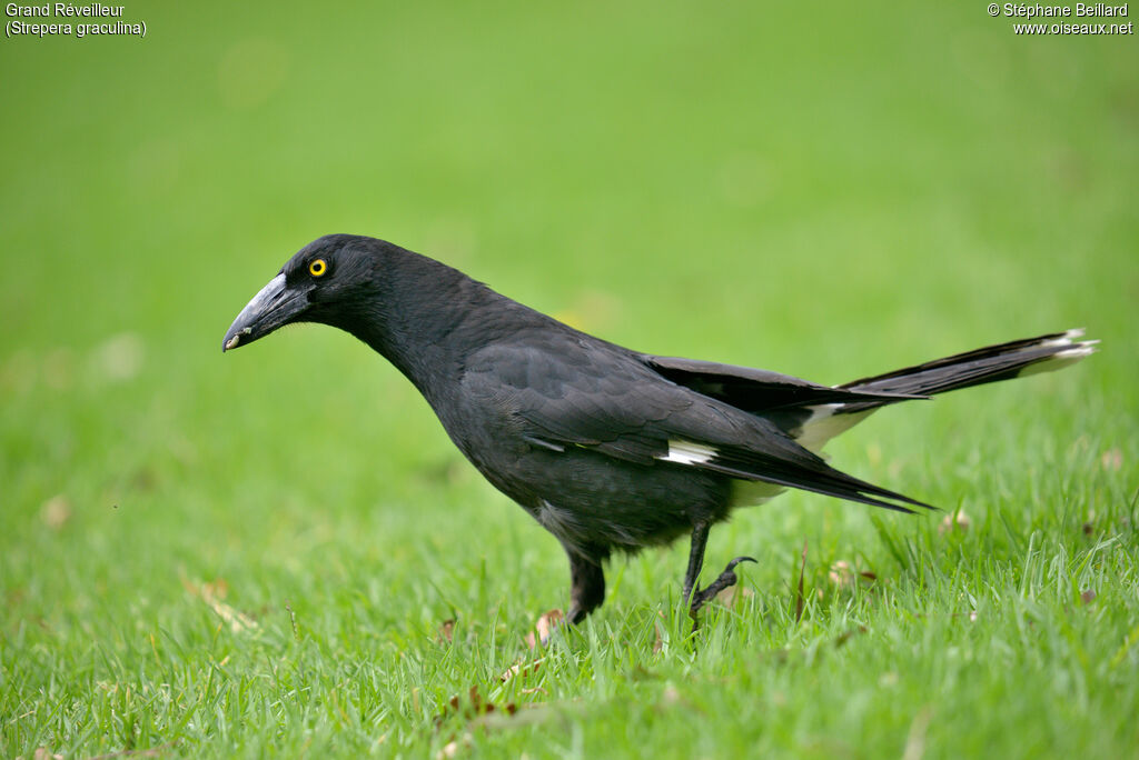 Pied Currawongadult