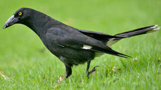 Pied Currawong