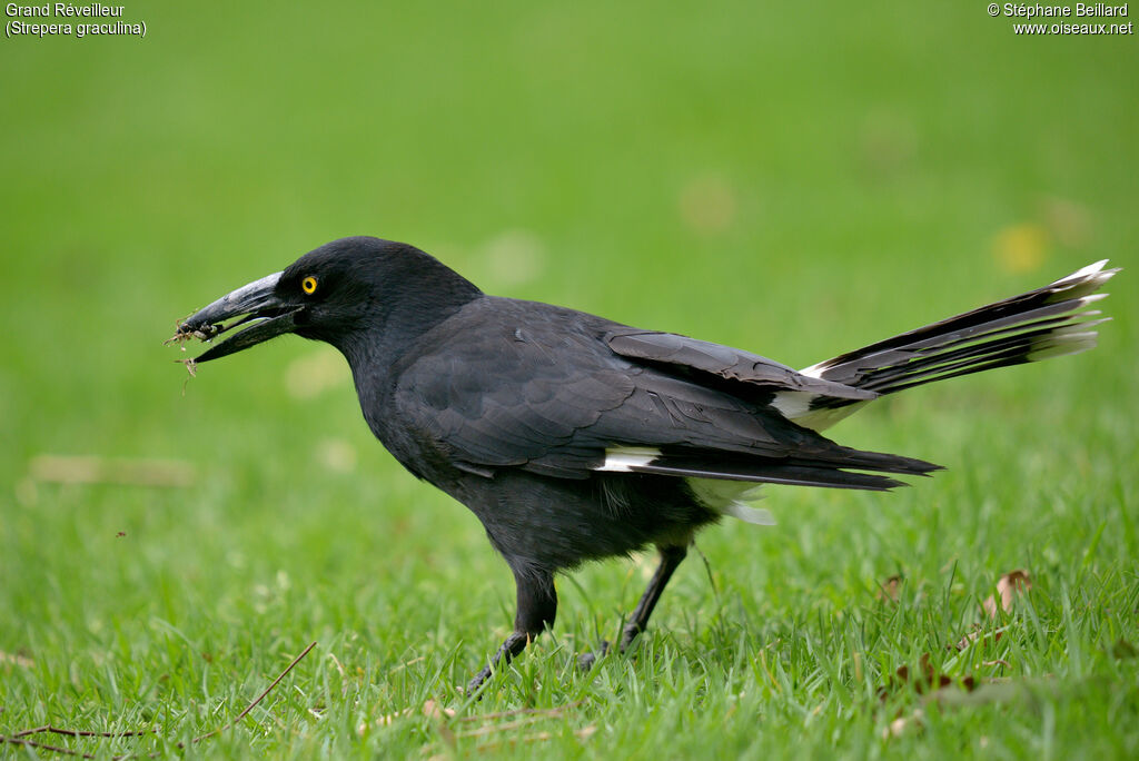 Pied Currawongadult