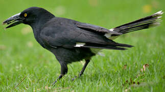 Pied Currawong