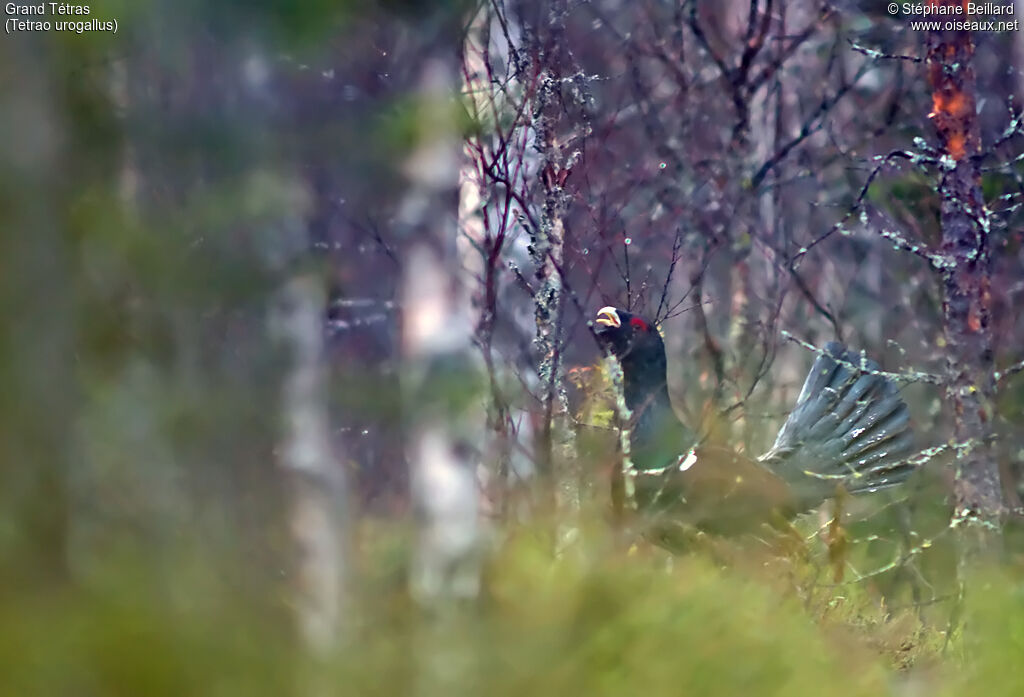 Western Capercaillie