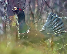 Western Capercaillie