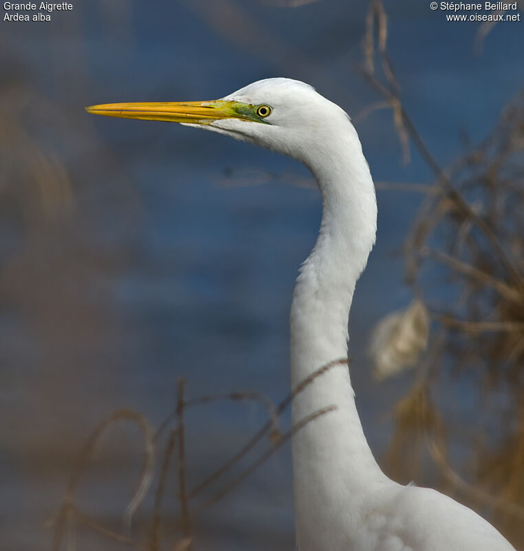 Grande Aigrette